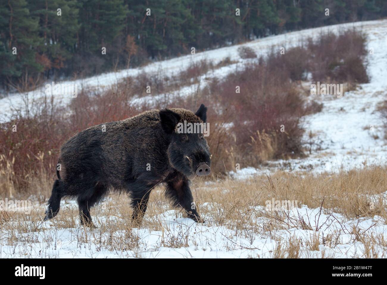 Wild boar in forest Stock Photo