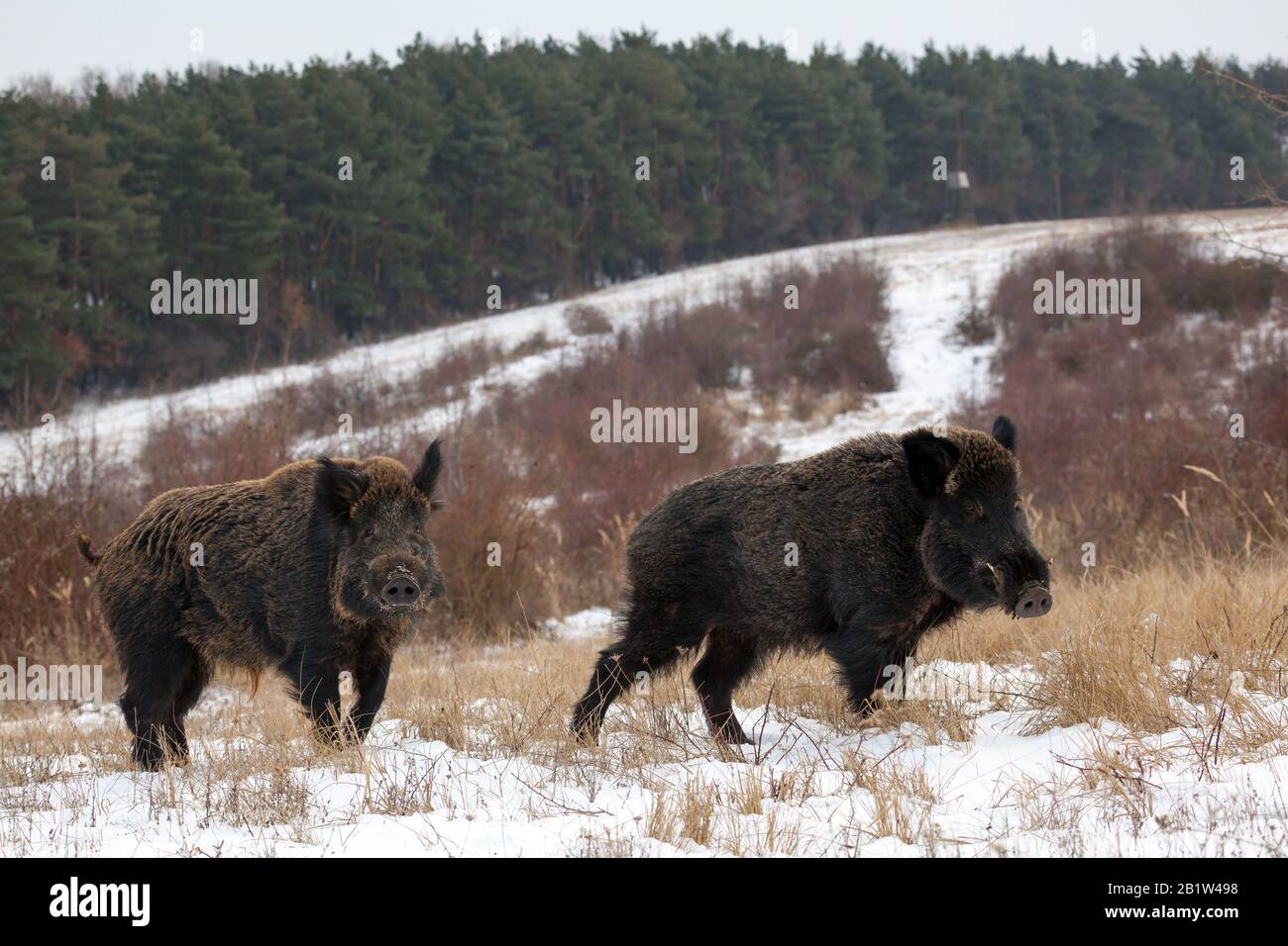 Wild boar in forest Stock Photo