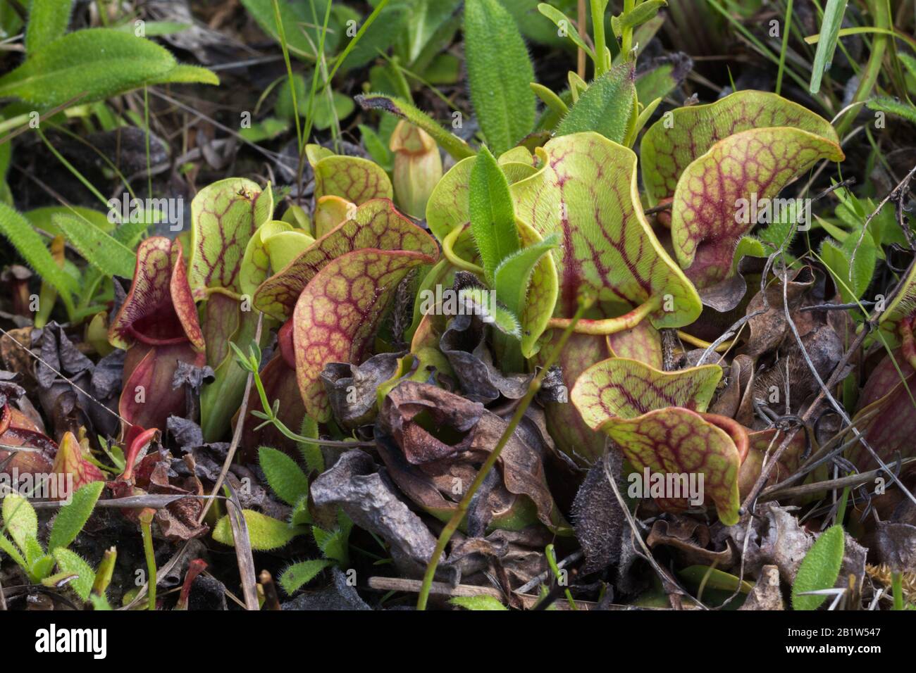 Sarracenia purpurea ssp. venosa at Splinter Hill Bog, Alabama Stock Photo