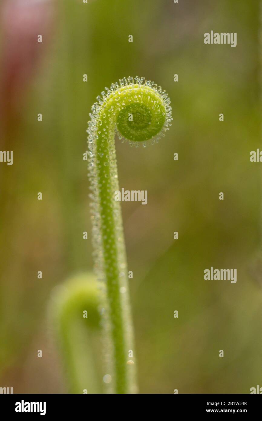 Drosera tracyi at Splinter Hill Bog, Alabama Stock Photo