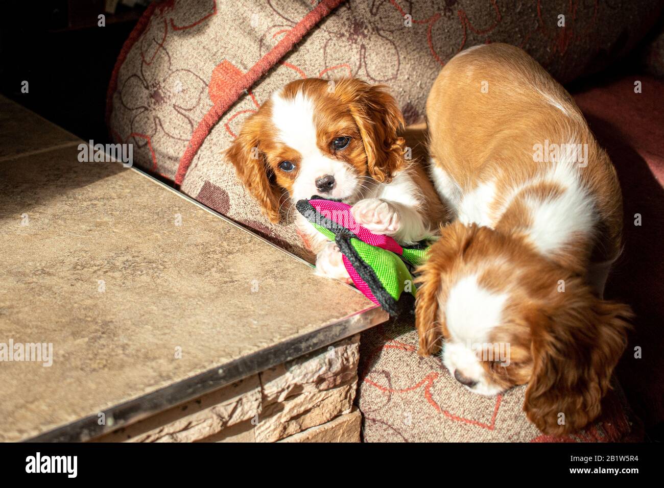 Two cute Blenheim Cavalier King Charles Spaniel puppies play in a dog bed, with one chewing on a toy. Stock Photo