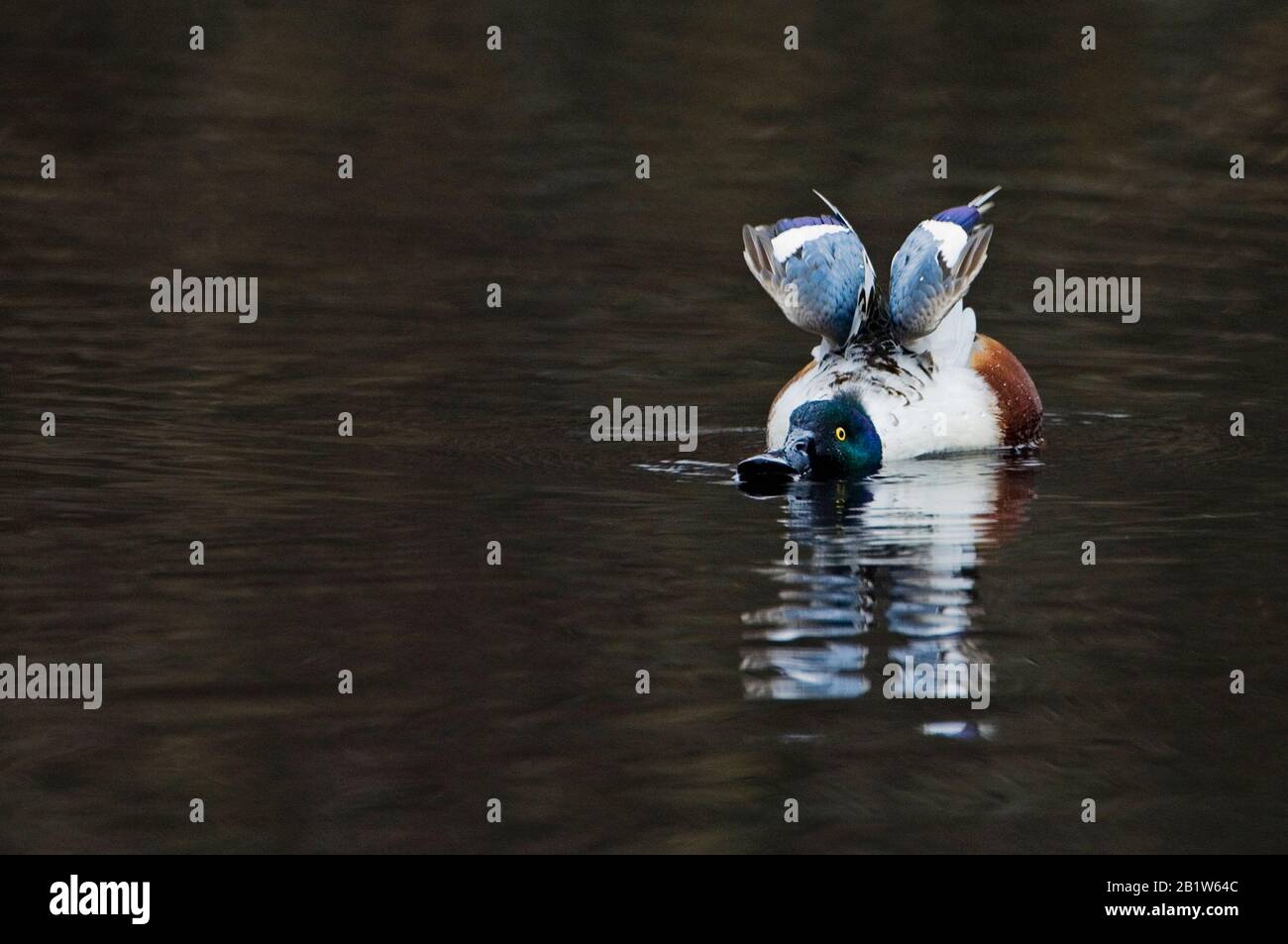 Northern shoveler wing stretch Stock Photo Alamy