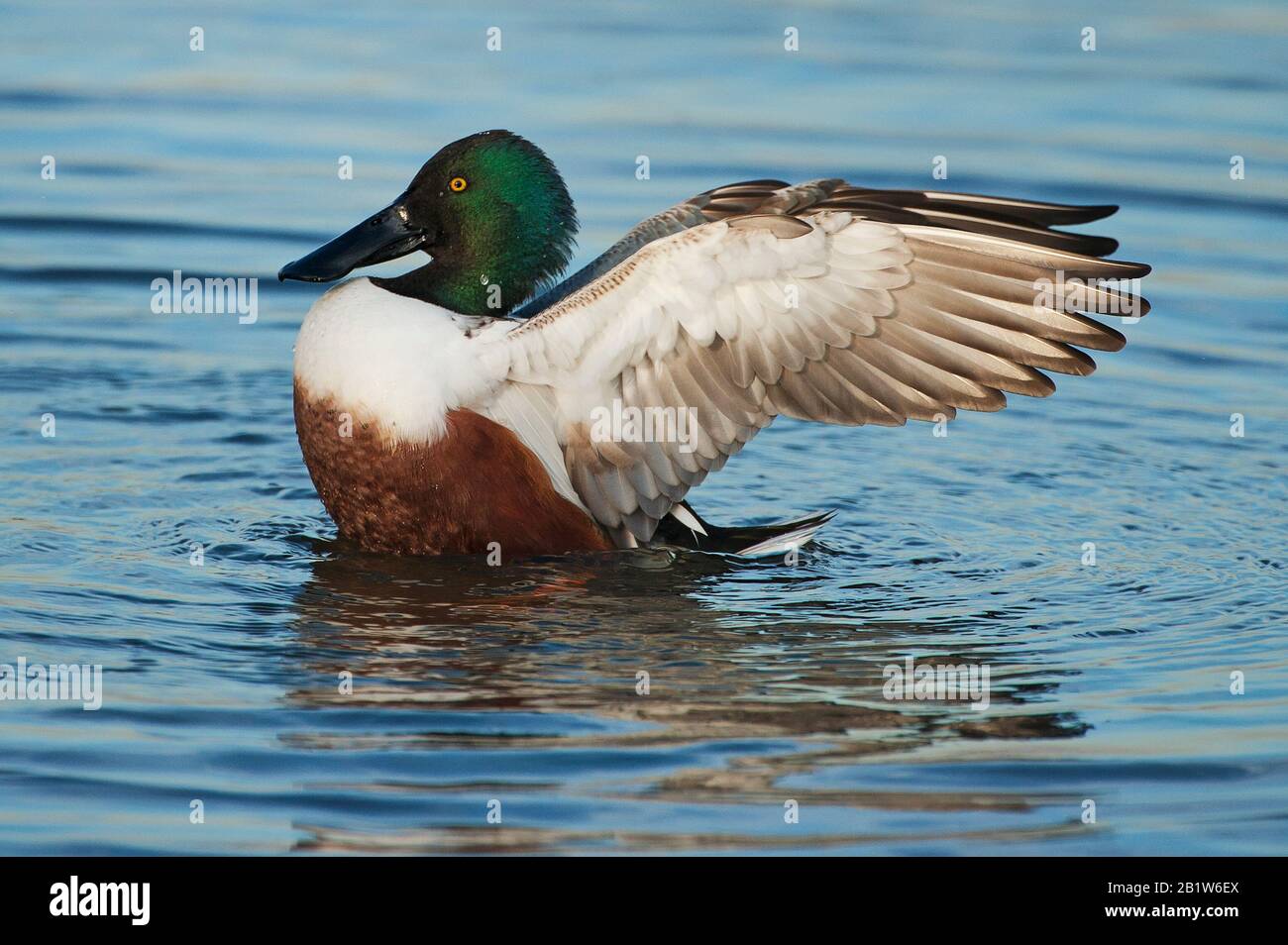 Northern shoveler flapping wings Stock Photo