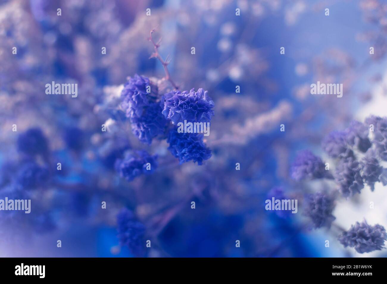 Blue dry flowers on window, soft focus Stock Photo