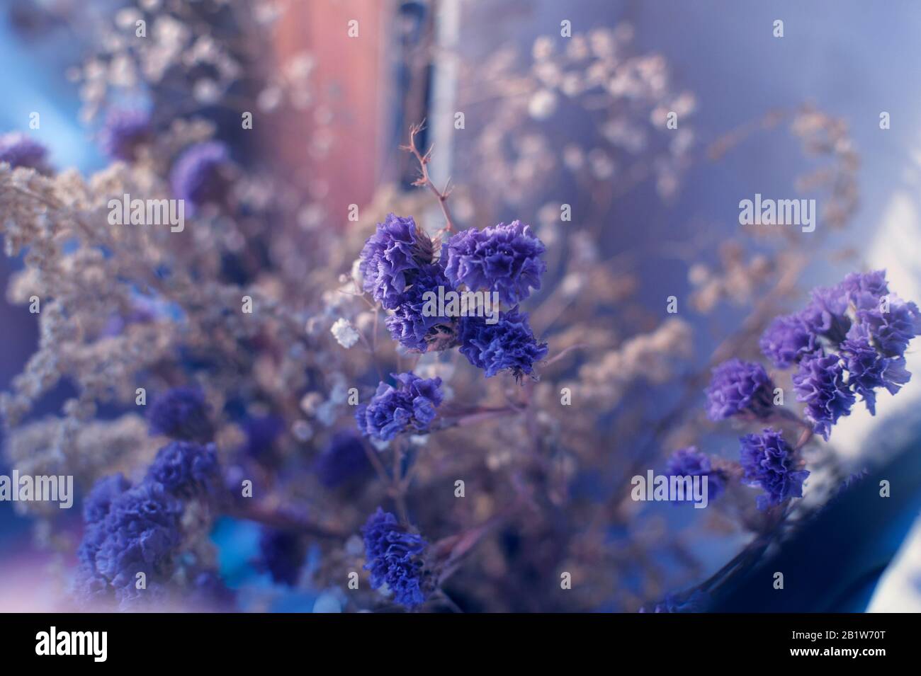 Blue dry flowers on window, soft focus Stock Photo