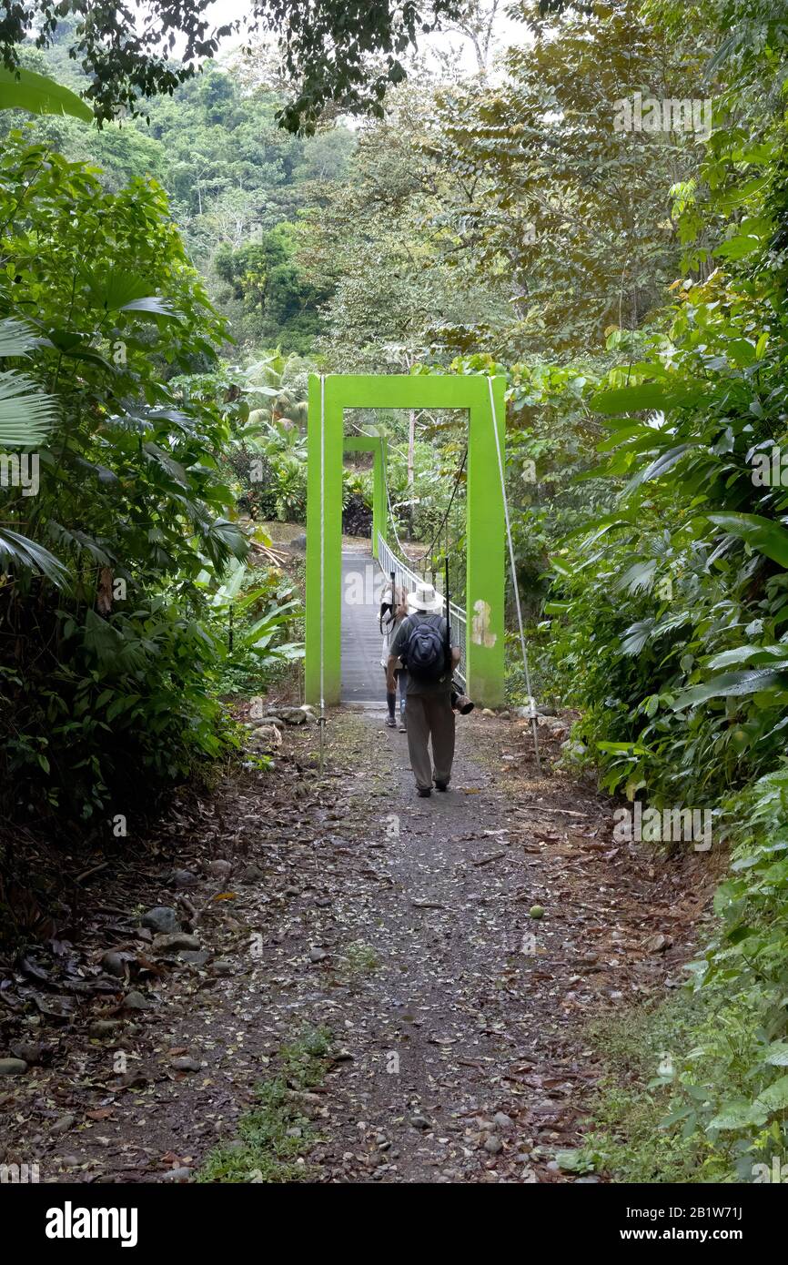 A wildlife guide and photographer hiking near Dos Brazos in the Osa Peninsula of Costa Rica. Stock Photo