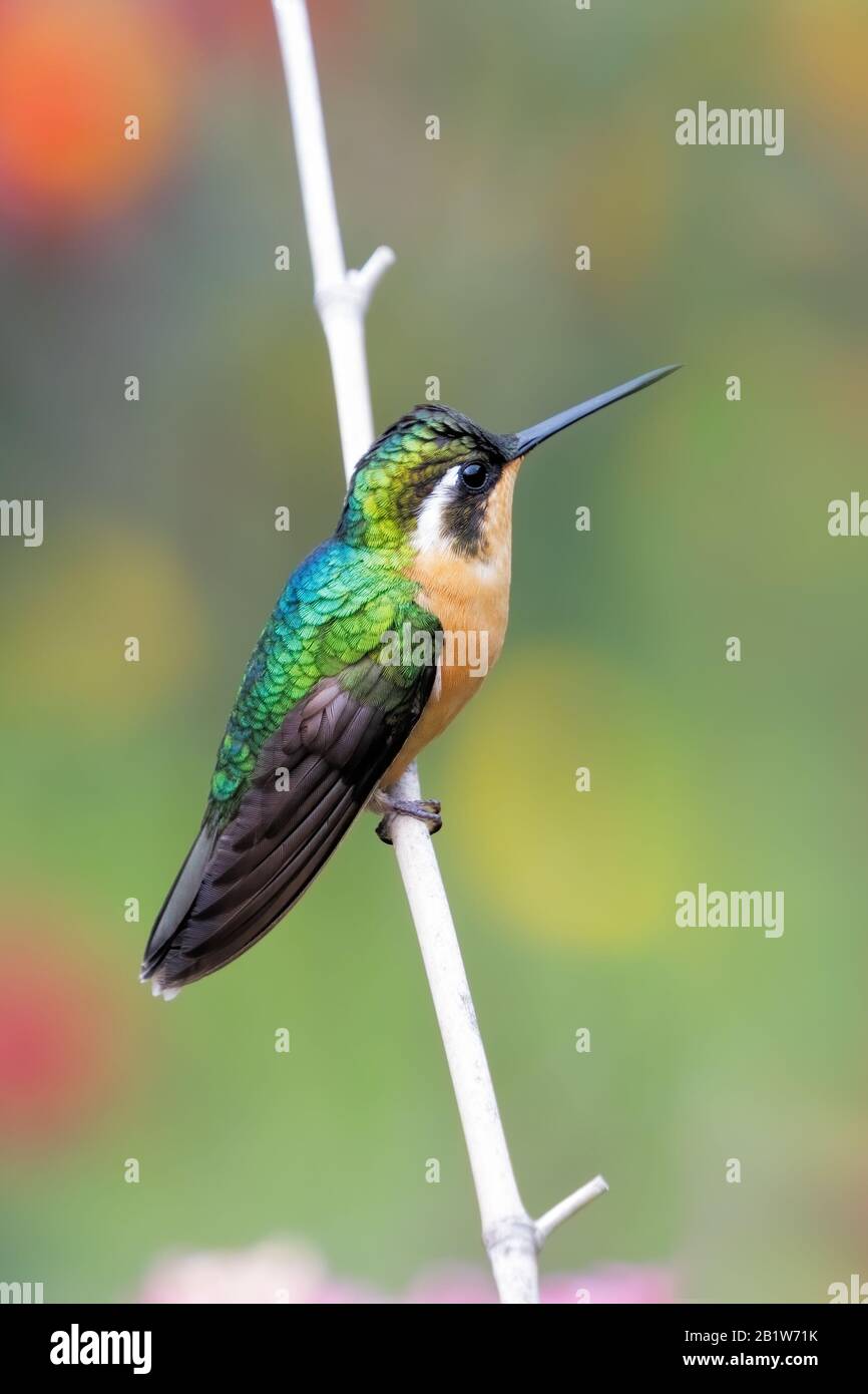 A Purple-throated Mountain-gem (Lampornis calolaemus) resting on a branch in the cloud forest of San Gerardo de Dota in Costa Rica. Stock Photo