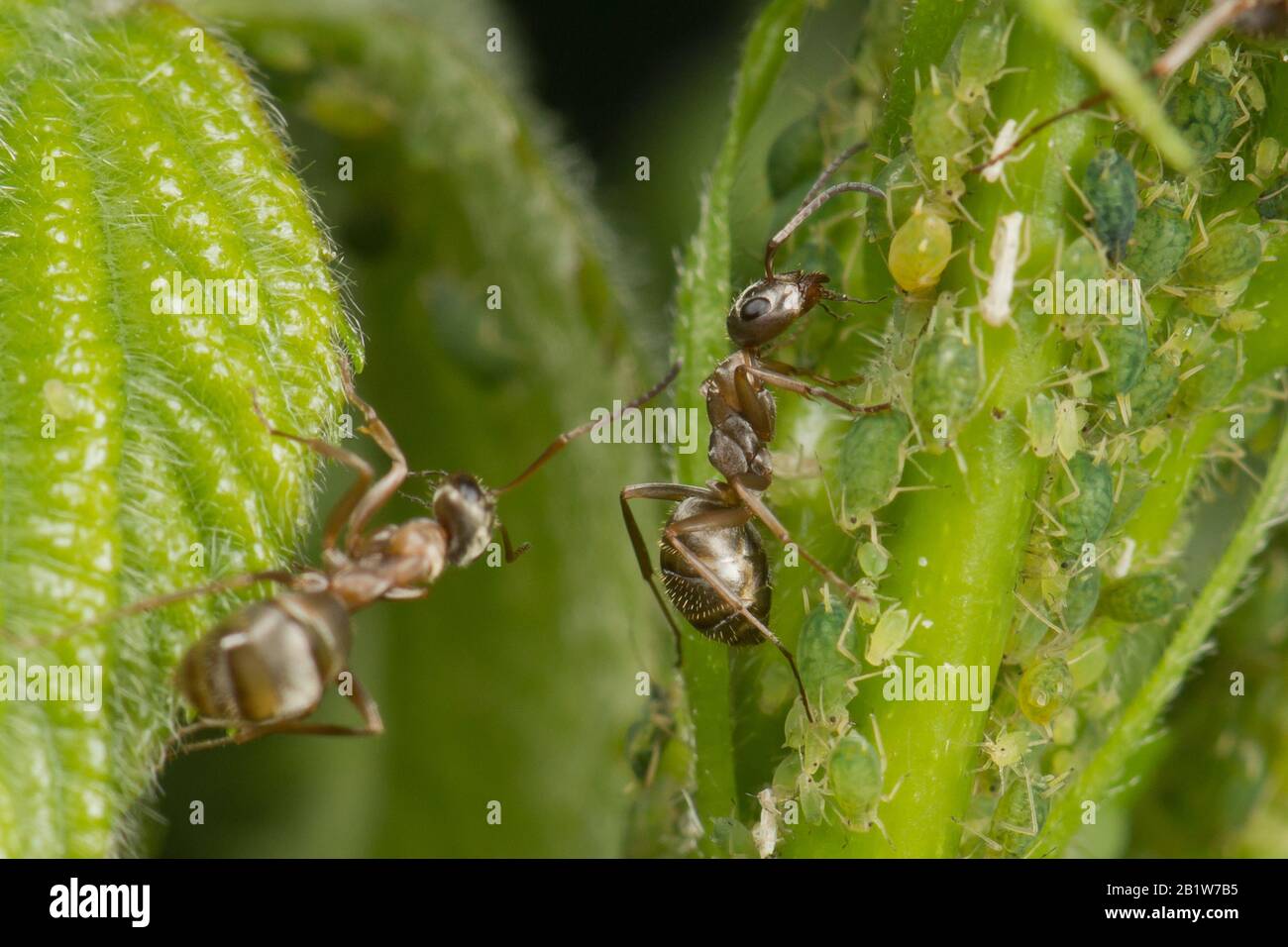 The symbiosis of ants and aphids. Two ants grazing his herd. Macro Stock Photo