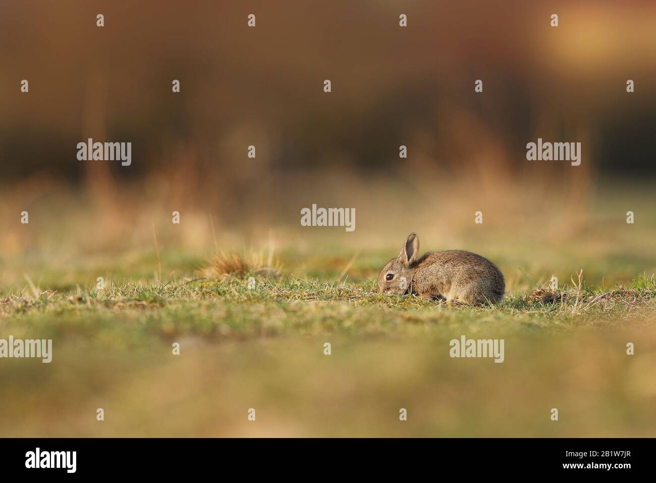 Animal in nature habitat, meadow. European rabbit or common rabbit ...