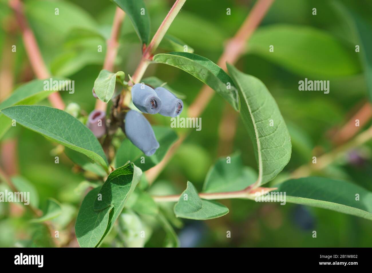 Ripe blue berries of edible honeysuckle (lat. Lonicera caerulea
