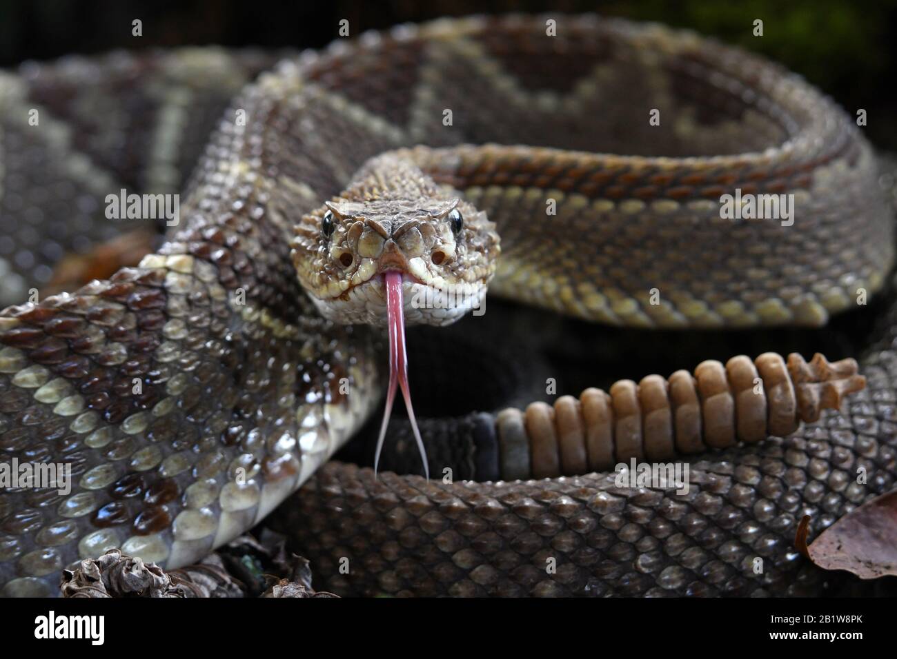Rattlesnake tongue Stock Photo