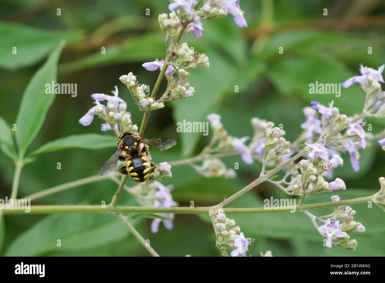 Bee-sherstova (lat. Anthidium manicatum) is a species of hymenopteran insects of the family megachile (Megachilidae) collecting nectar on a flower Stock Photo