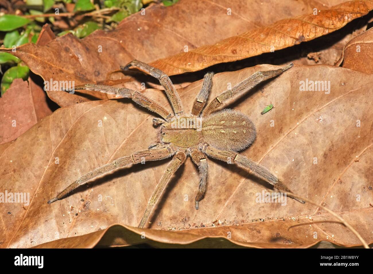 Big spider camouflage on dry leaf , Costa rica Stock Photo