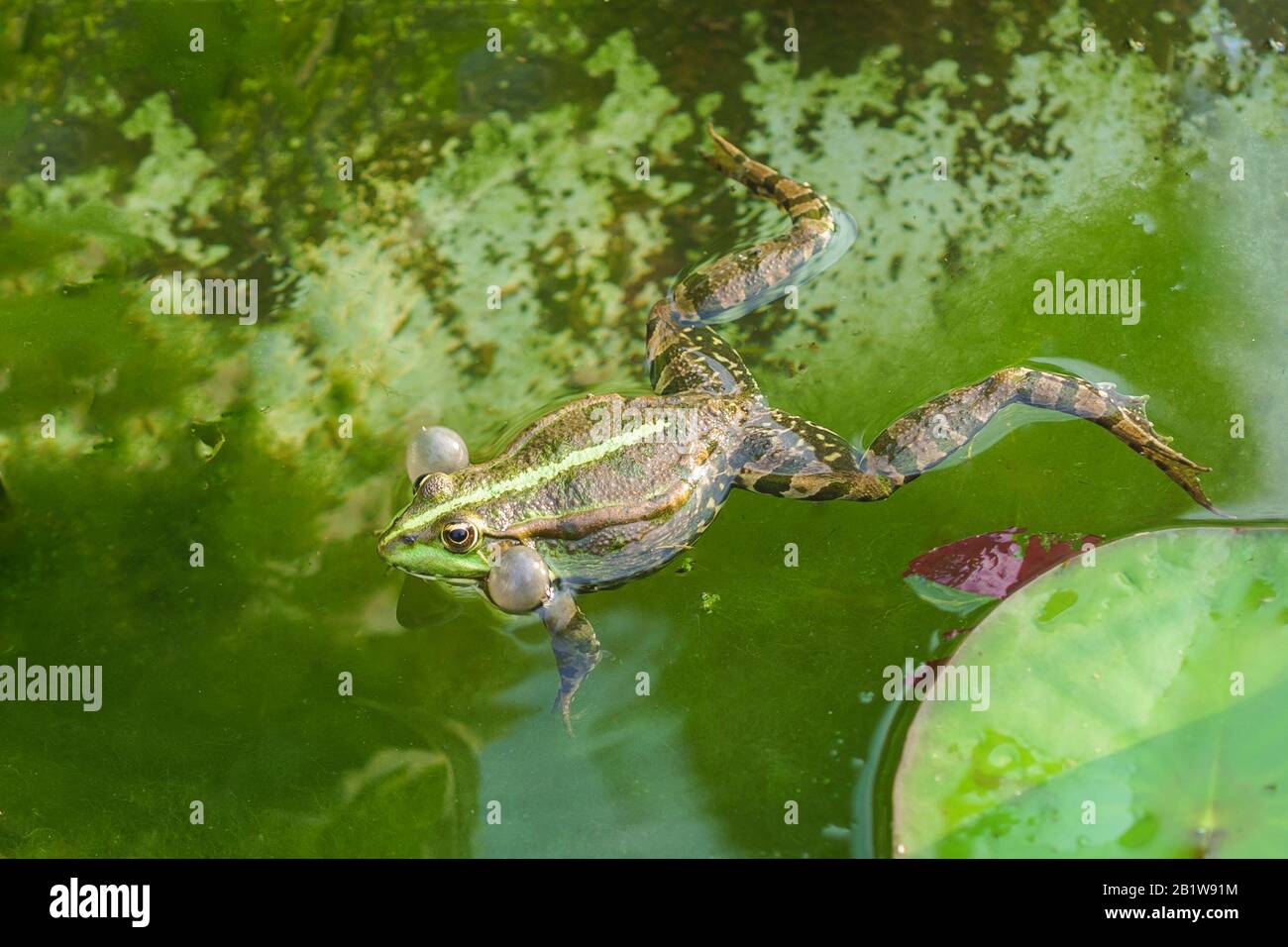 Croaking, the male marsh frog (Pelophylax ridibundus) in water. Communication Stock Photo