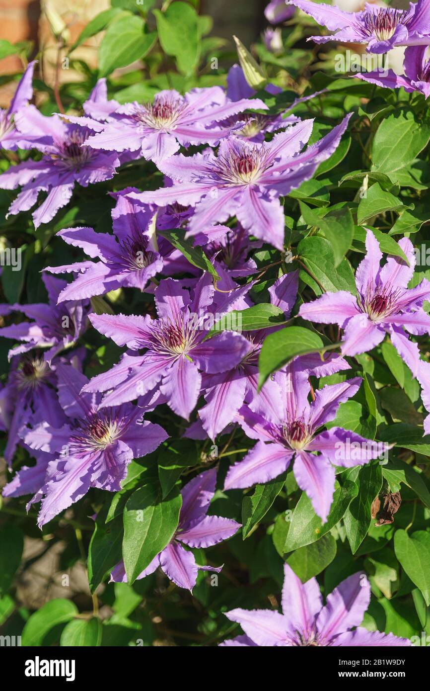 Bright flowering clematis varieties Polish General Sikorski (lat. Clematis General Sikorski). Floral background Stock Photo