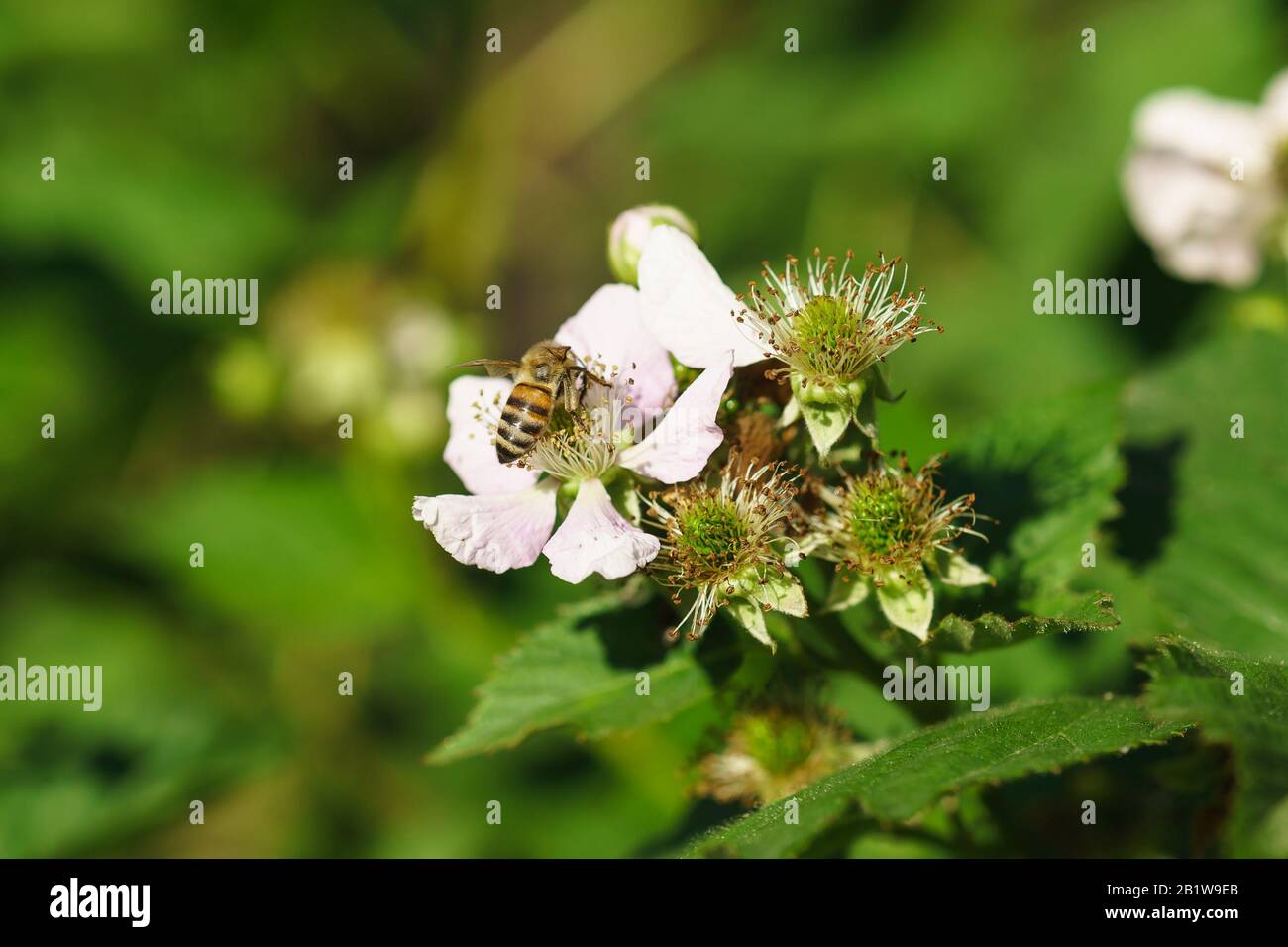 Bee on the flowers of blackberries (lat. Rubus). Macro Stock Photo
