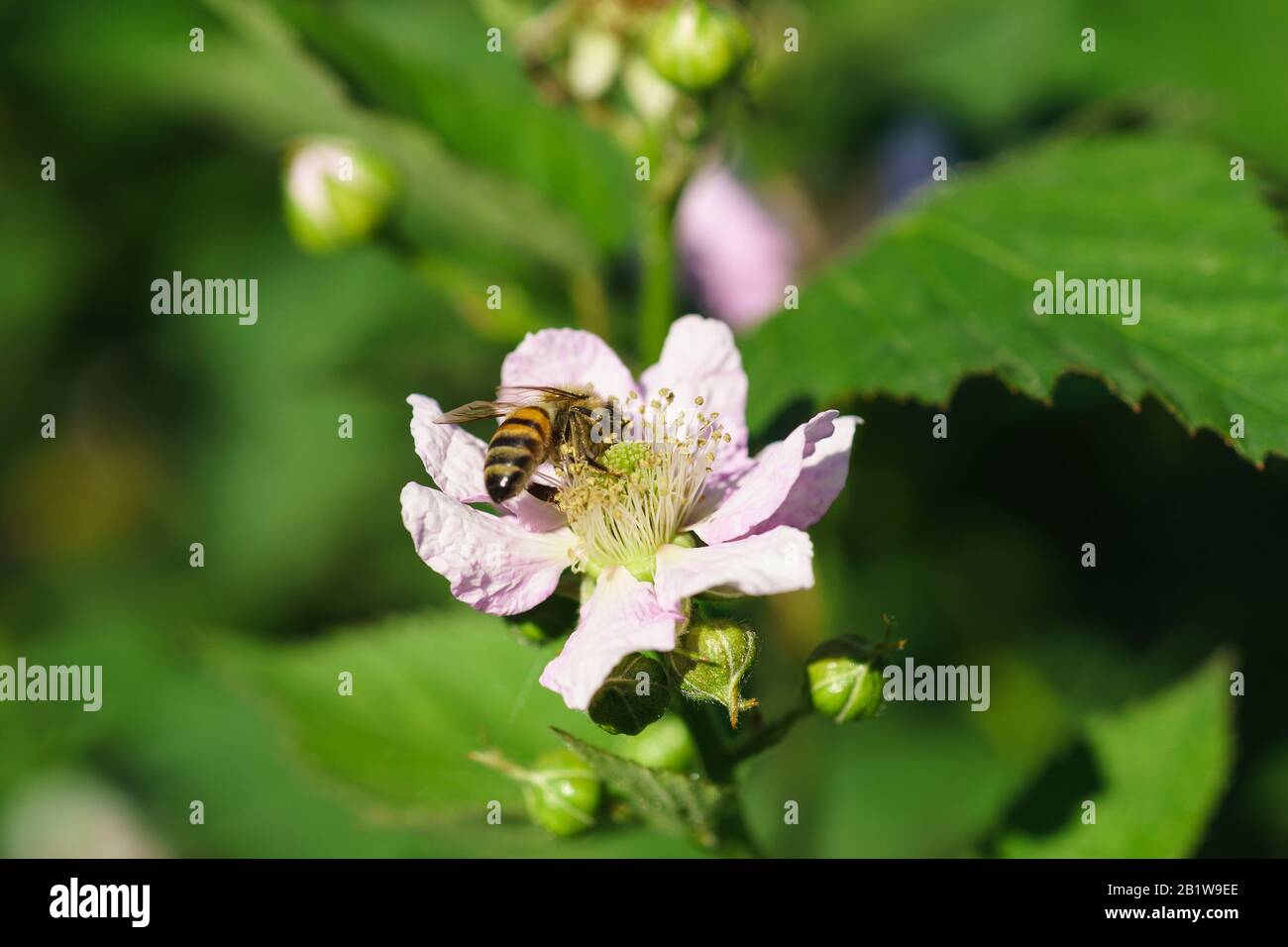 Bee on flower BlackBerry (lat. Rubus). Macro Stock Photo