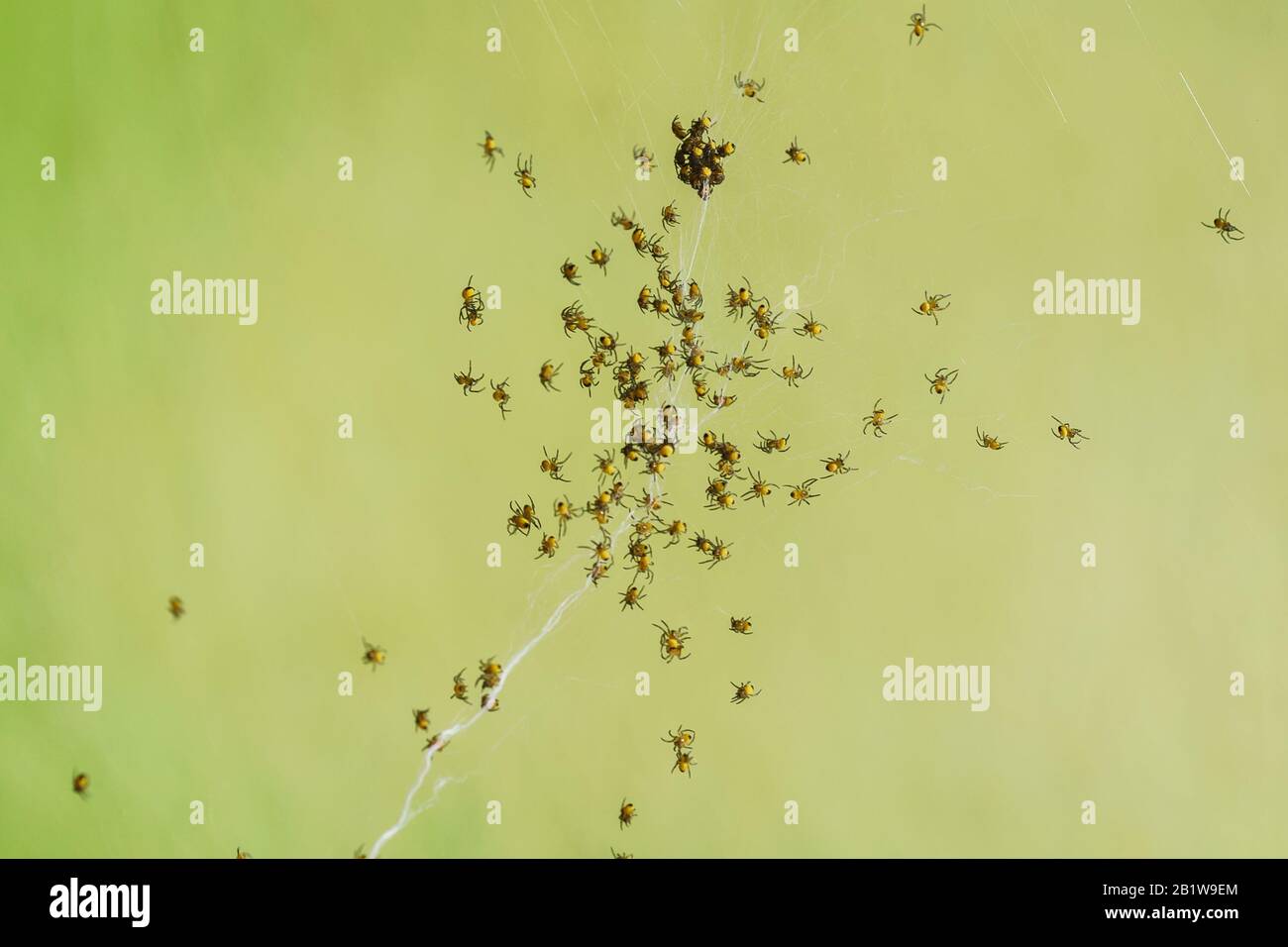 A lot of small young spiders (lat. Araneae, Aranei) on the web. Big family. Green background Stock Photo