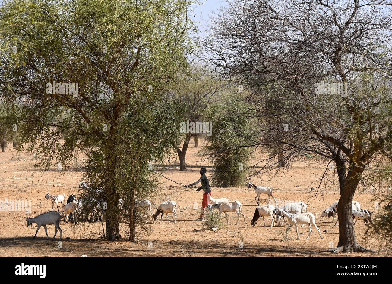 NIGER, village Namaro, tree acacia senegal which is the source of the tree resin gum arabic, shepherd with goats, feeding the cattle with leaves from the trees in dry season Stock Photo