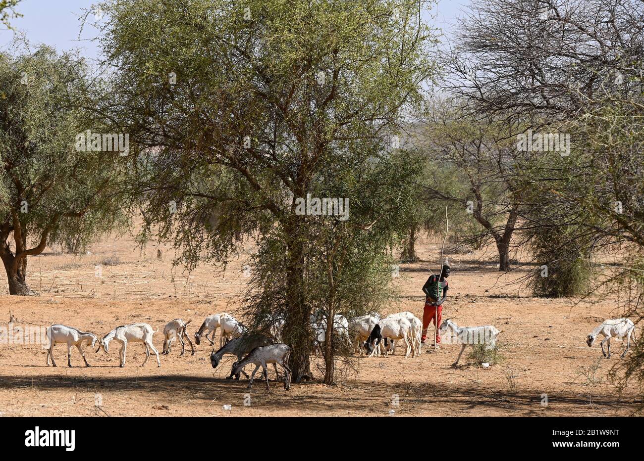 NIGER, village Namaro, tree acacia senegal which is the source of the tree resin gum arabic, shepherd with goats, feeding the cattle with leaves from the trees in dry season Stock Photo