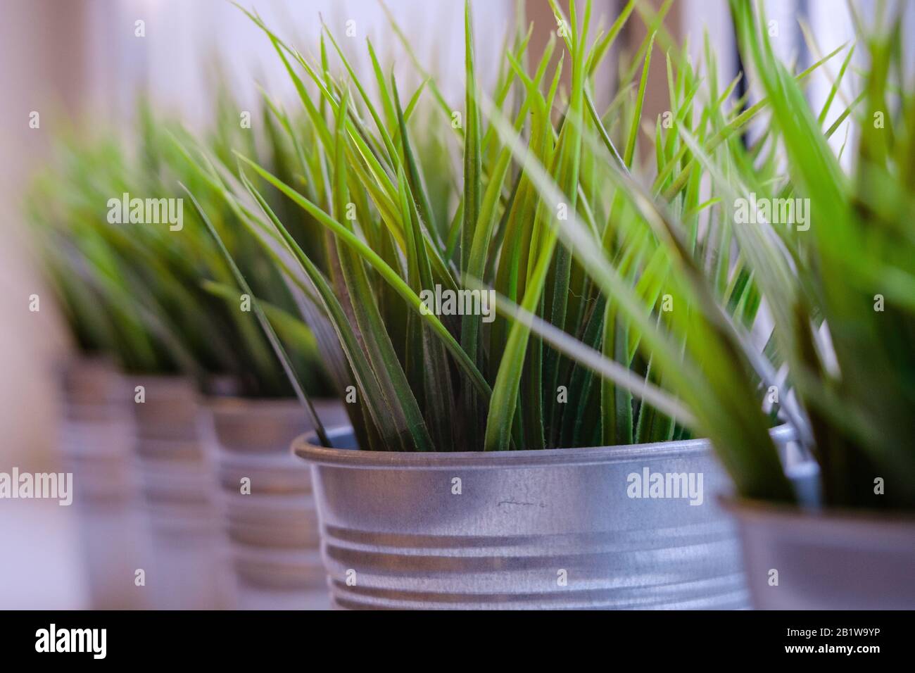 Hierochloe odorata, Sweet grass in a metallic pots on a windowsill. Stock Photo