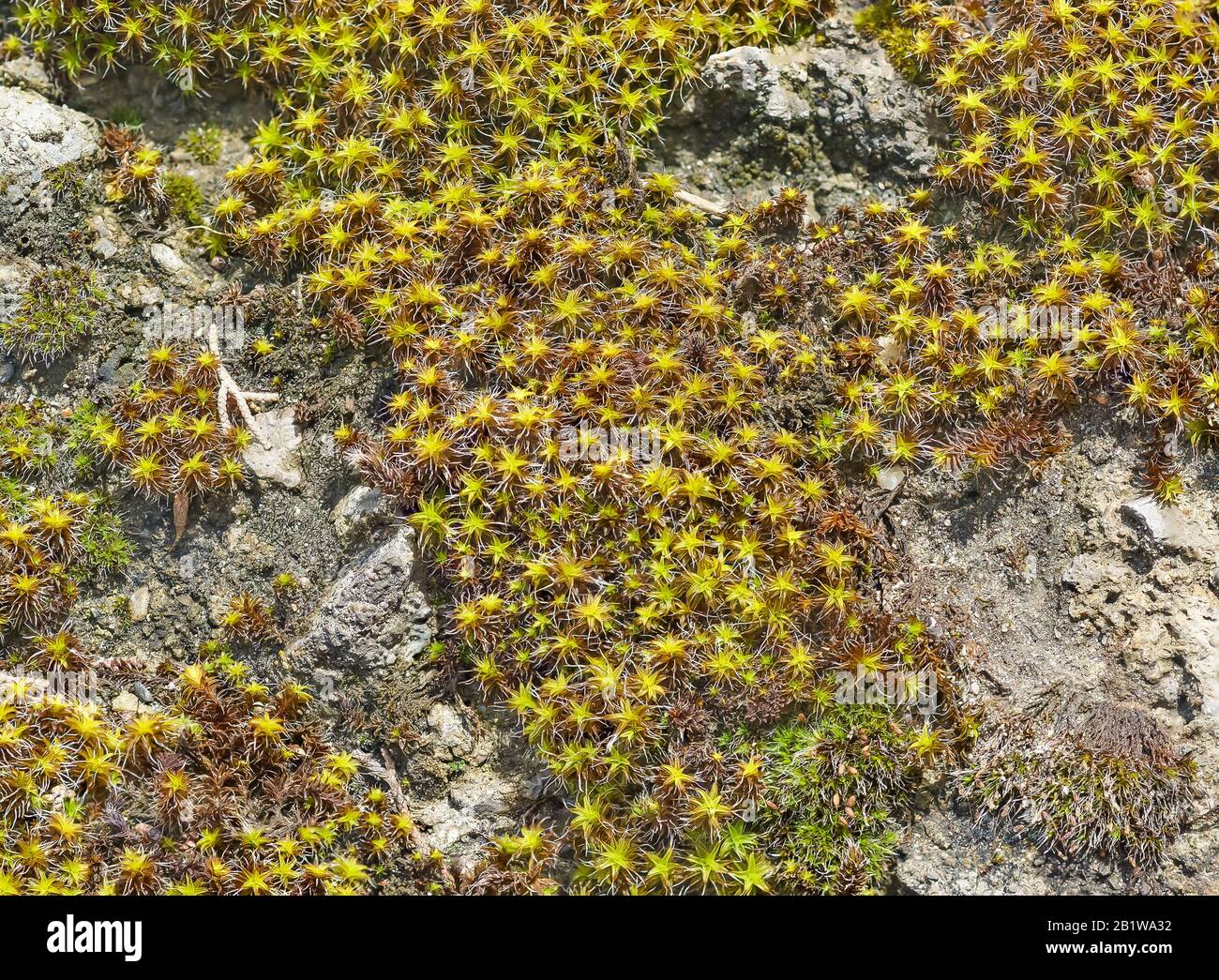 Background of plants sentrie rural (lat. Syntrichia ruralis) on the rocks. Plant texture Stock Photo