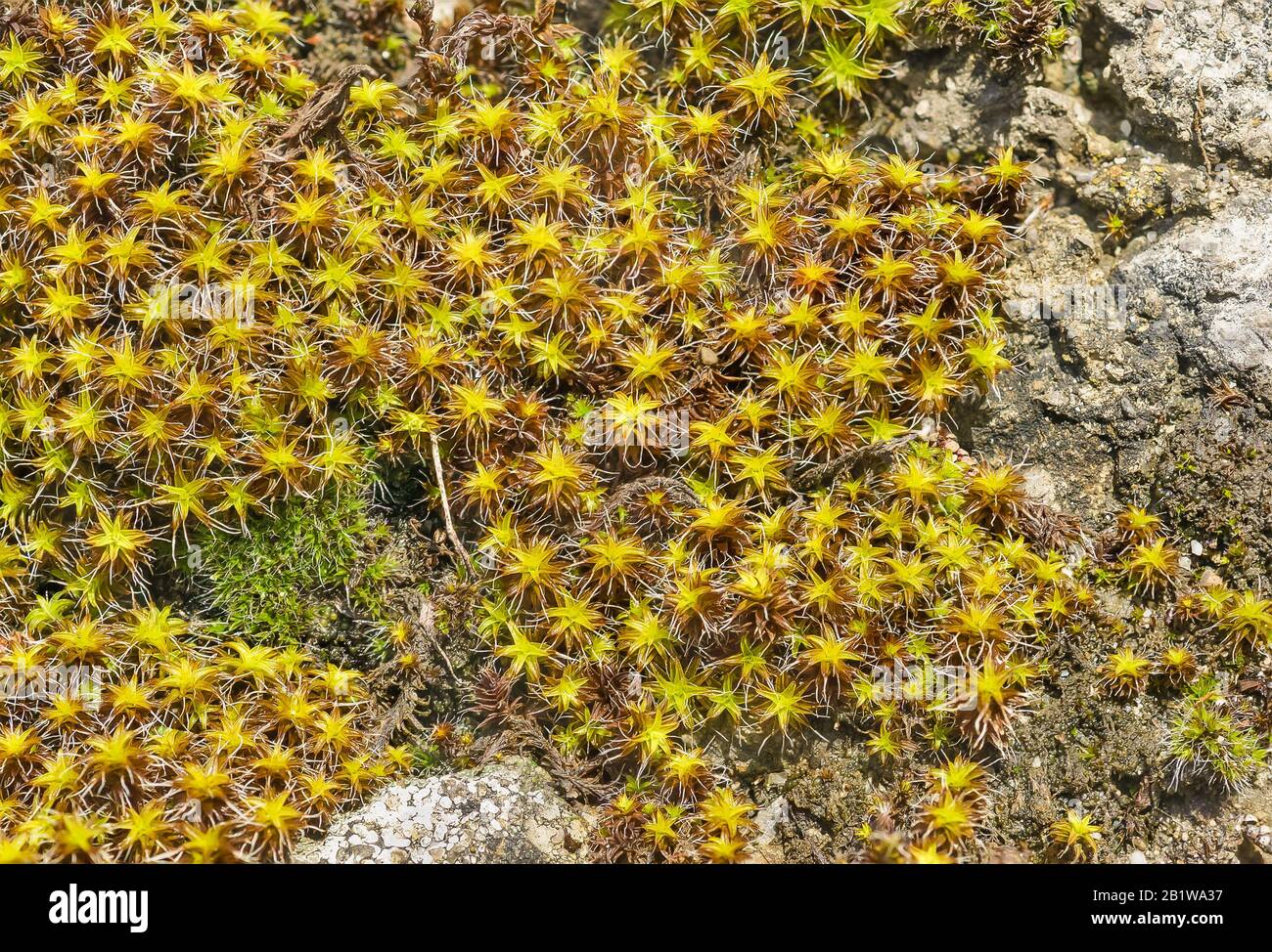 Background of plants sentrie rural (lat. Syntrichia ruralis) on the stone. Plant texture Stock Photo