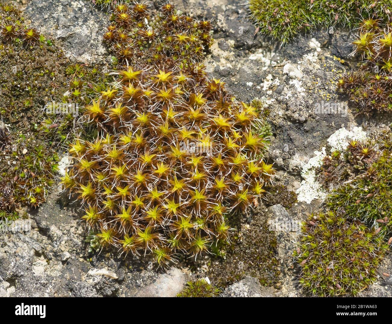 Cintray rural (lat. Syntrichia ruralis) on the rocks. Plant texture Stock Photo