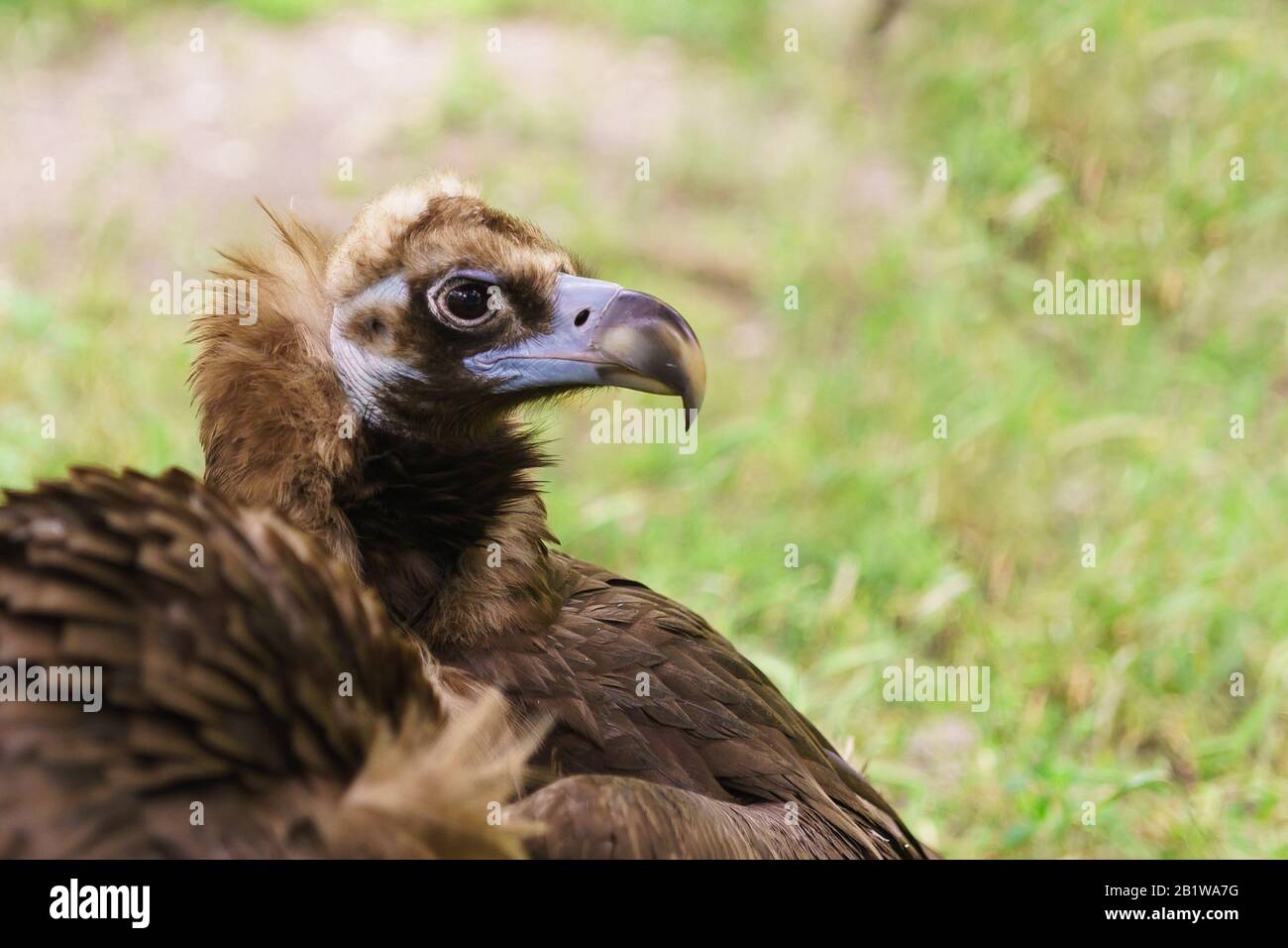 Large bird of prey dark brown hi-res stock photography and images - Alamy
