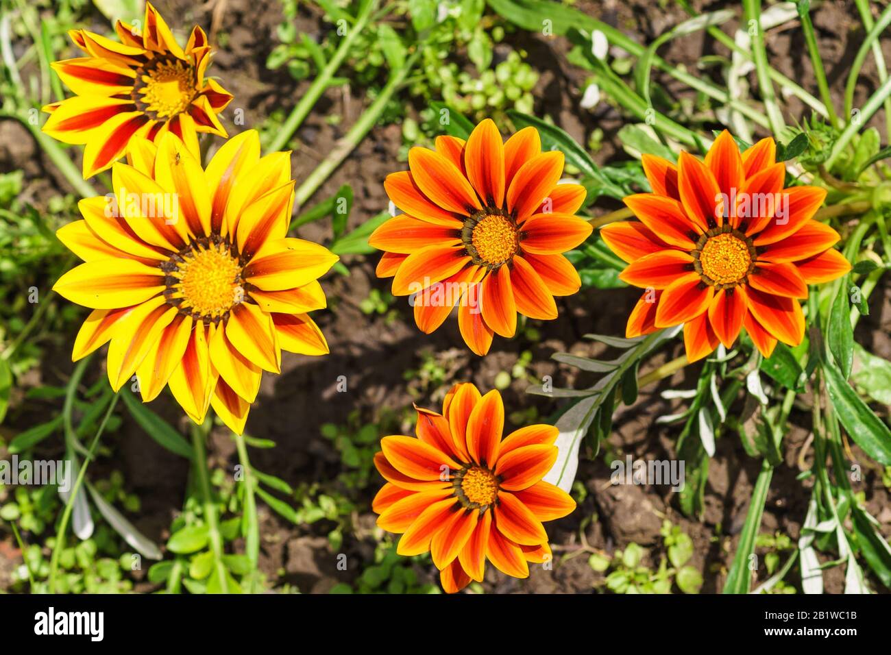 Hybrid gazania (lat. Gazania hybrida), or African Daisy in the flowerbed. Sunny summer day Stock Photo