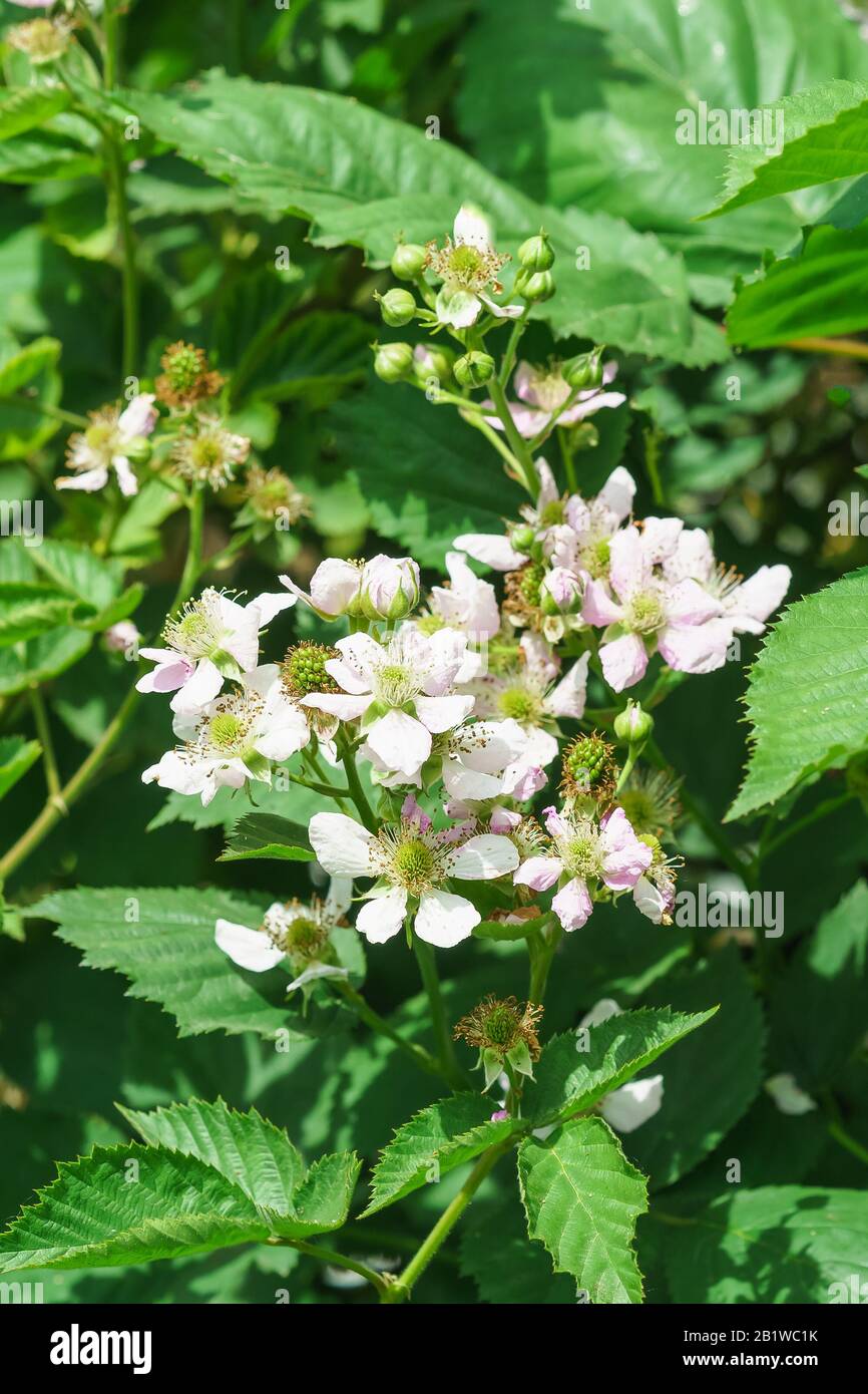 Branch lush flowering BlackBerry (lat. Rubus) in the garden. Sunny summer day Stock Photo
