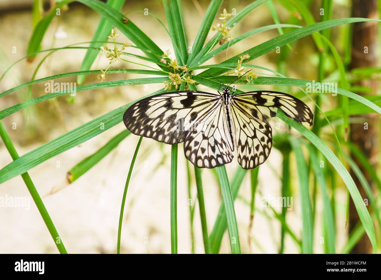 Beautiful tropical butterfly Idea white (Rice paper) or wood Nymph (lat. Idea leuconoe) on the umbrella syt or Citalnika, or Cyperus (lat. Cyperus) Stock Photo