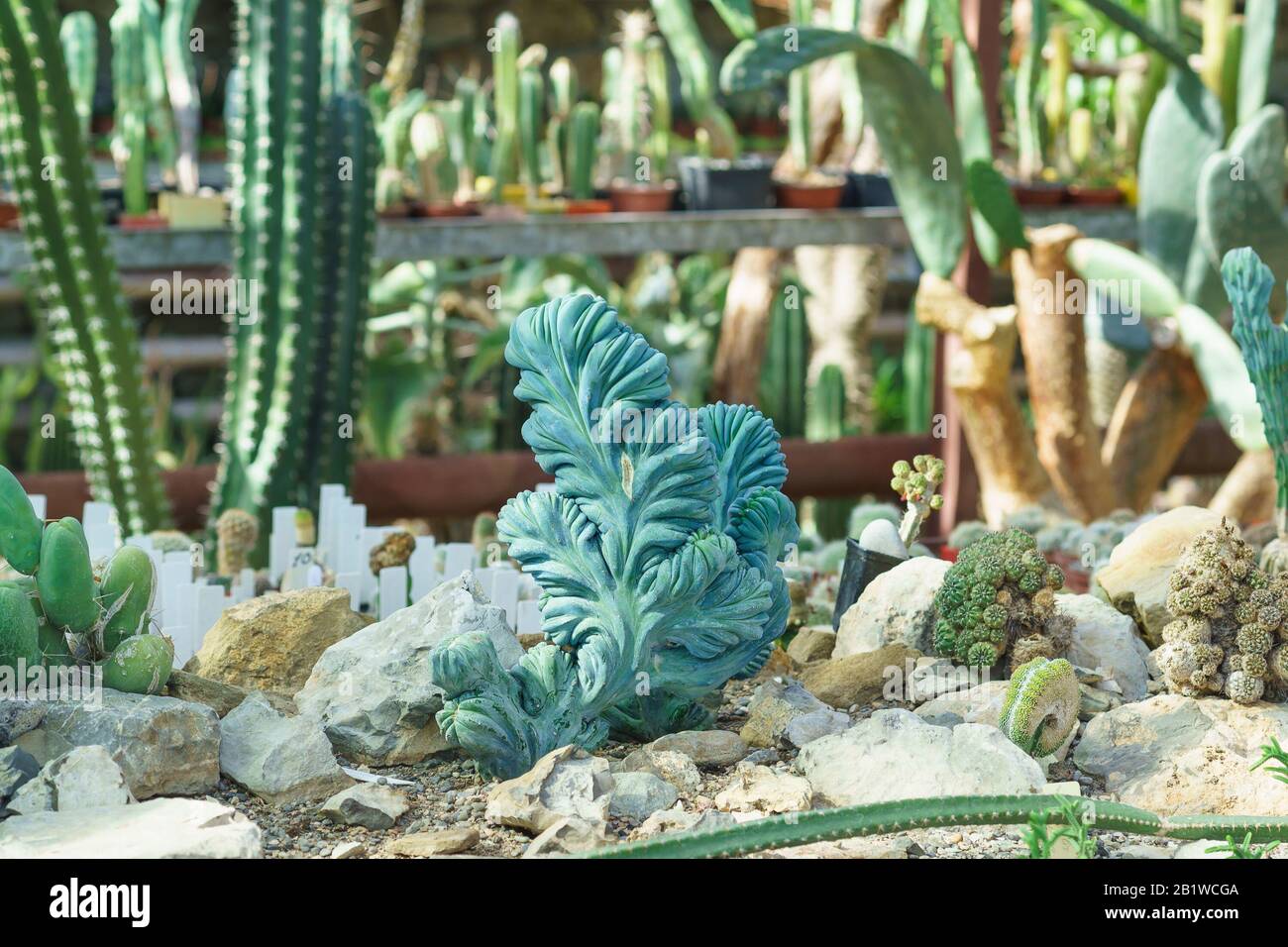 Myrtillocactus geometric (lat. Myrtillocactus geometrizans) is a plant species of the genus Myrtillocactus of the Cactus family (Cactaceae) Stock Photo