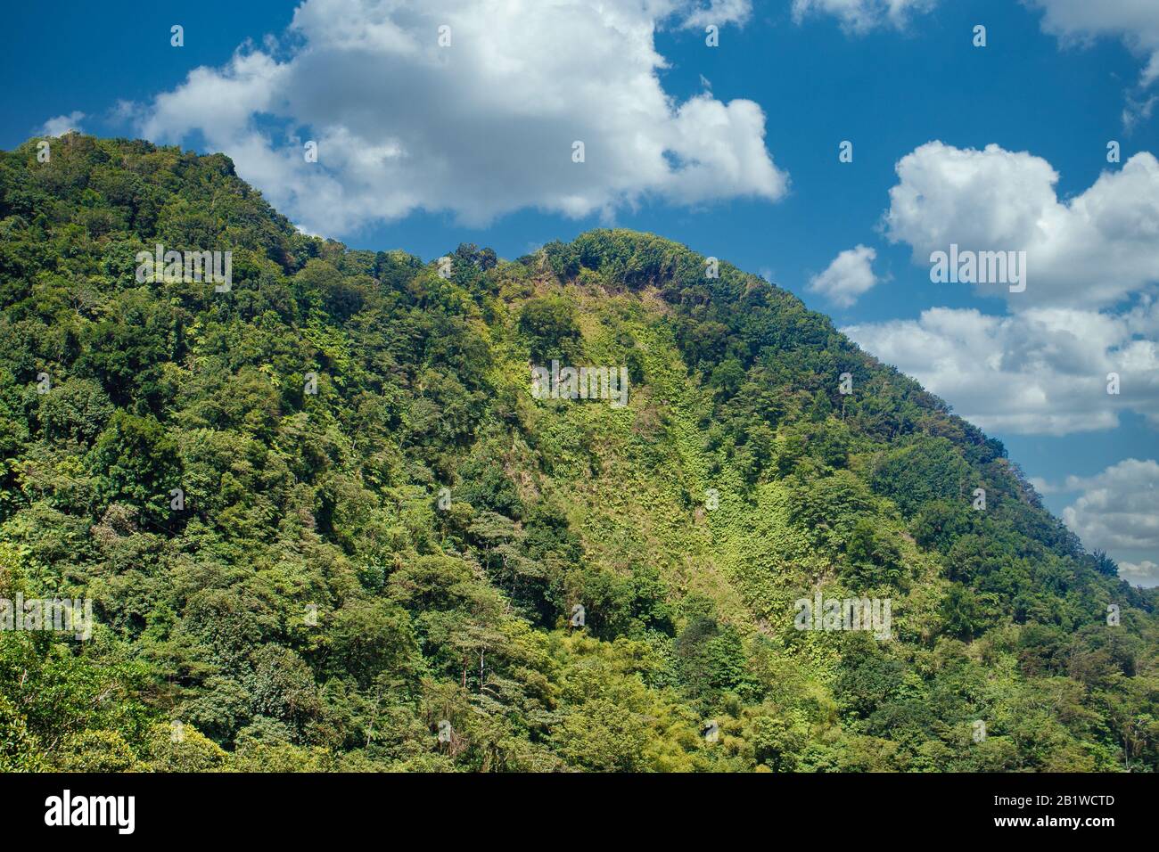 Tropical green mountain jungle forest hi-res stock photography and ...