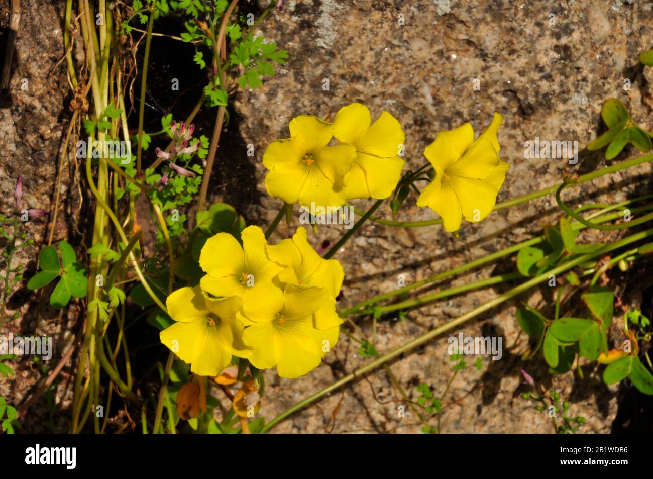 Bermuda Buttercup,Oxalis pes-caprae,bright yellow flower native of South Africa,invasive weed grows wild on the Isles of Scilly,Cornwall. UK. Stock Photo