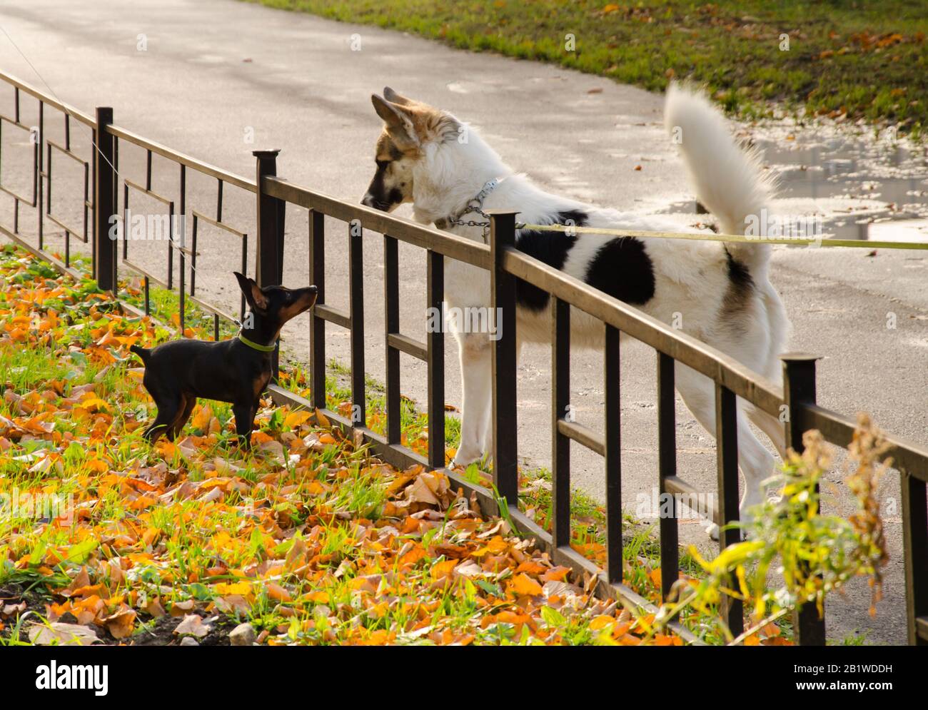 a small black dog and a big white dog look at each other through a small fence.Аcquaintance. Stock Photo