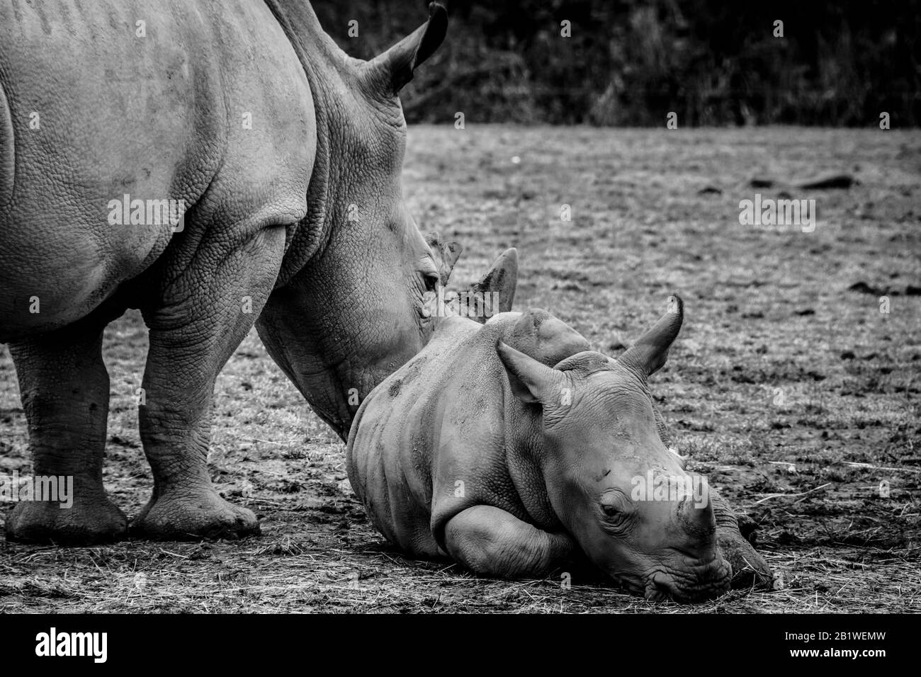 The white rhinoceros or square-lipped rhinoceros is the largest extant species of rhinoceros. Family of white rhinos. Stock Photo