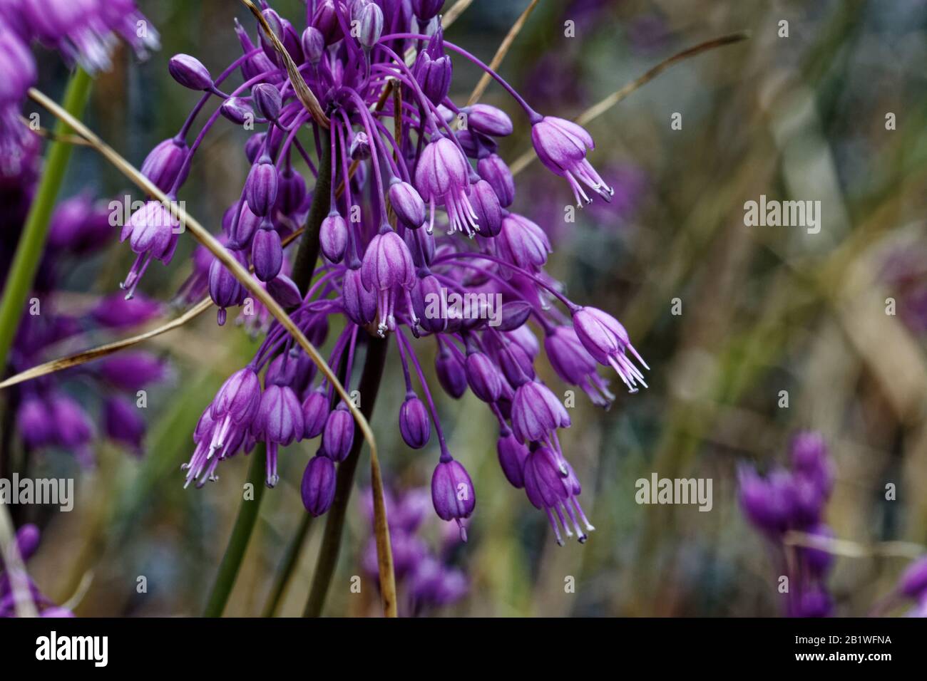 Allium carinatum, the keeled garlic or witch's garlic, is a perennial plant up to 60 cm tall. It is widespread across central and southern Europe. Stock Photo
