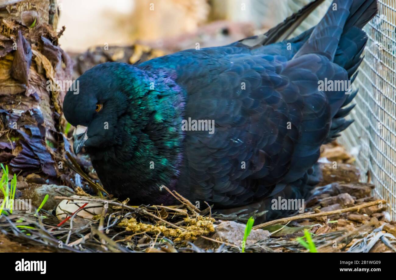 A pigeon nesting in a building hires stock photography and images Alamy