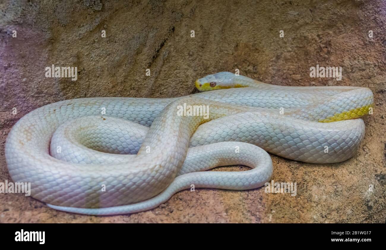 white albino western rat snake, color mutation, popular reptile specie from America Stock Photo