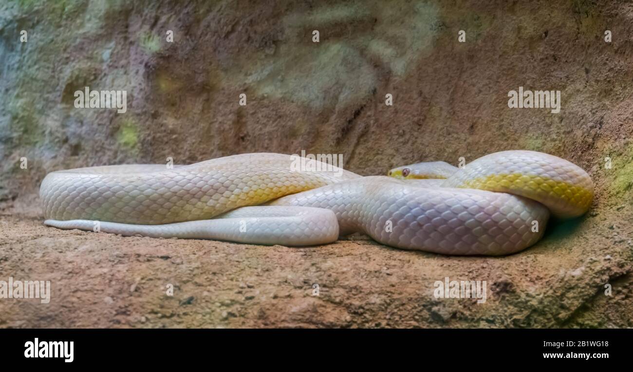 White western rat snake, serpent with albinism, color mutation, popular reptile specie from America Stock Photo