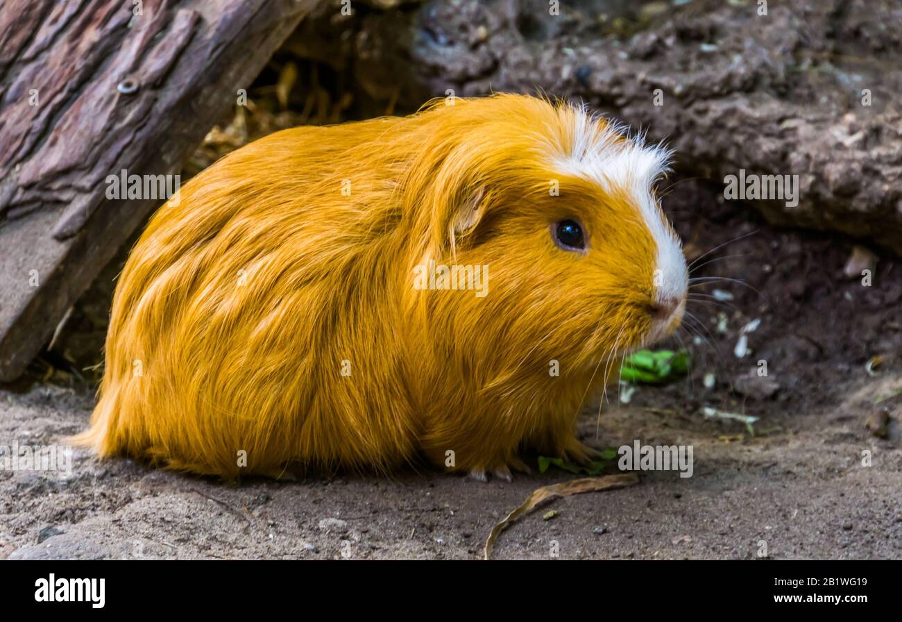 beautiful closeup portrait of a domestic guinea pig, popular rodent specie from America Stock Photo