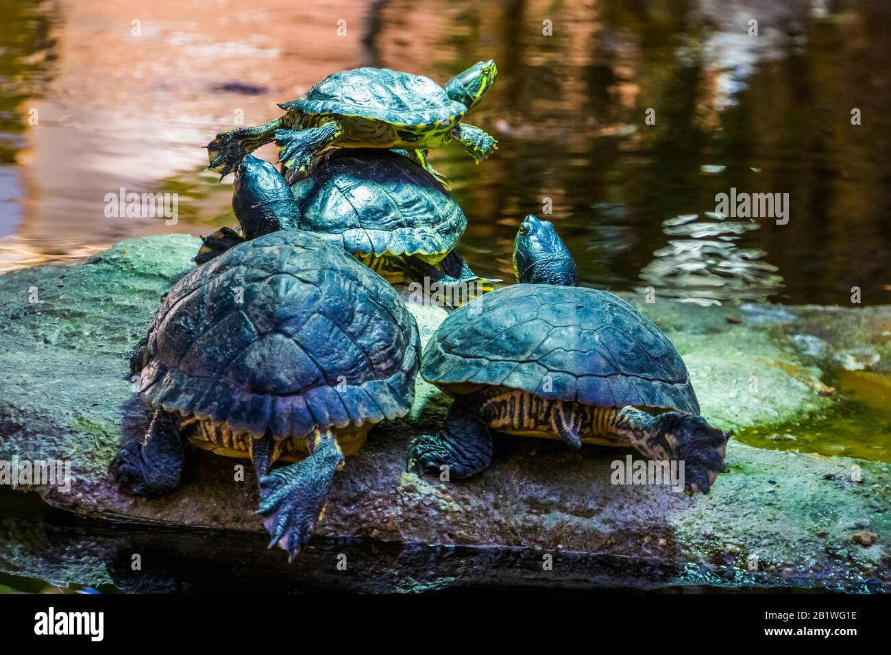 Couple from the back hi-res stock photography and images - Alamy