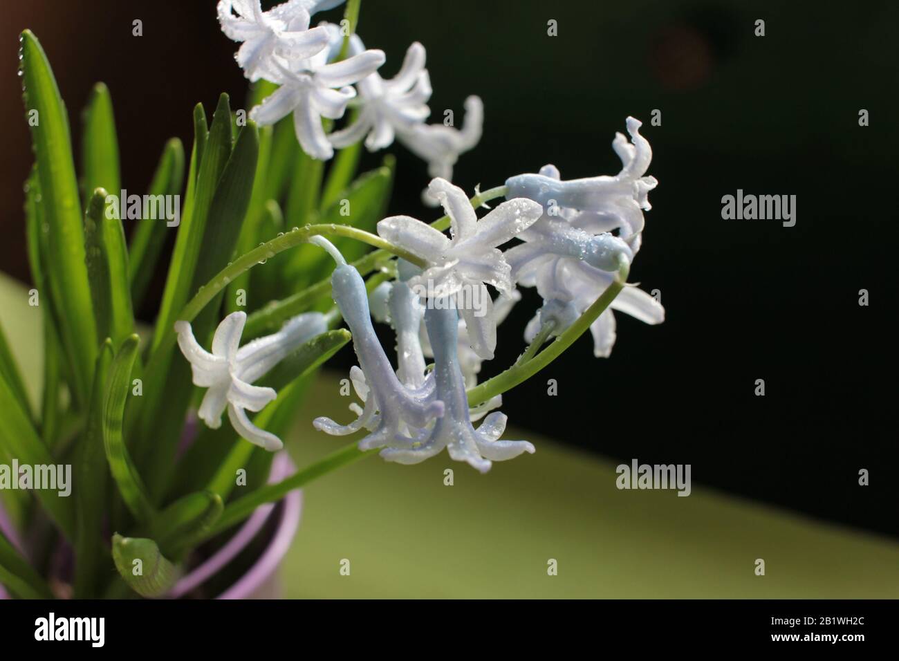 Spring violet flowers hyacinths in bloom in a decorative bucket on dark background. Water drops on flowers Stock Photo