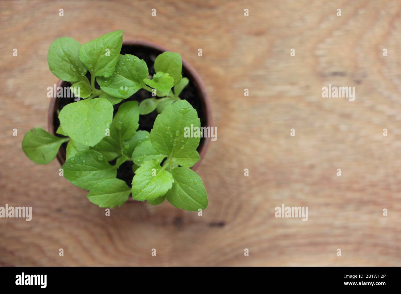 Seedlings of aster flowers in a pot on a wooden windowsill. Top view. Spring gardening Stock Photo