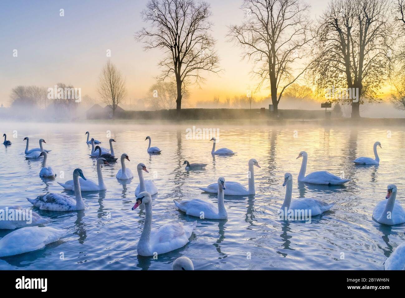 Mute swans, Avon River, Stratford upon Avon, Warwickshire, England, UK Stock Photo