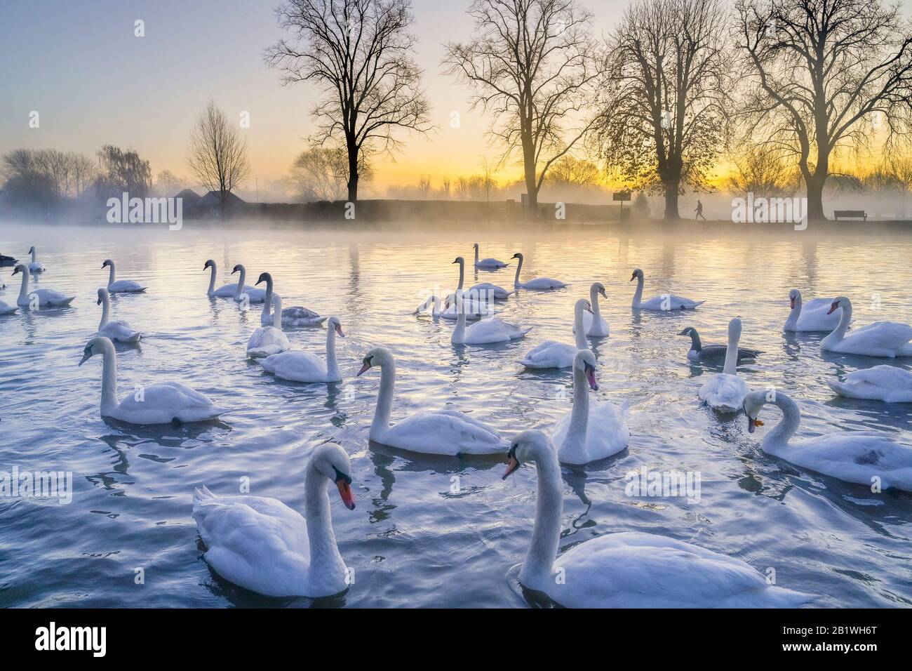 Mute swans, Avon River, Stratford upon Avon, Warwickshire, England, UK Stock Photo