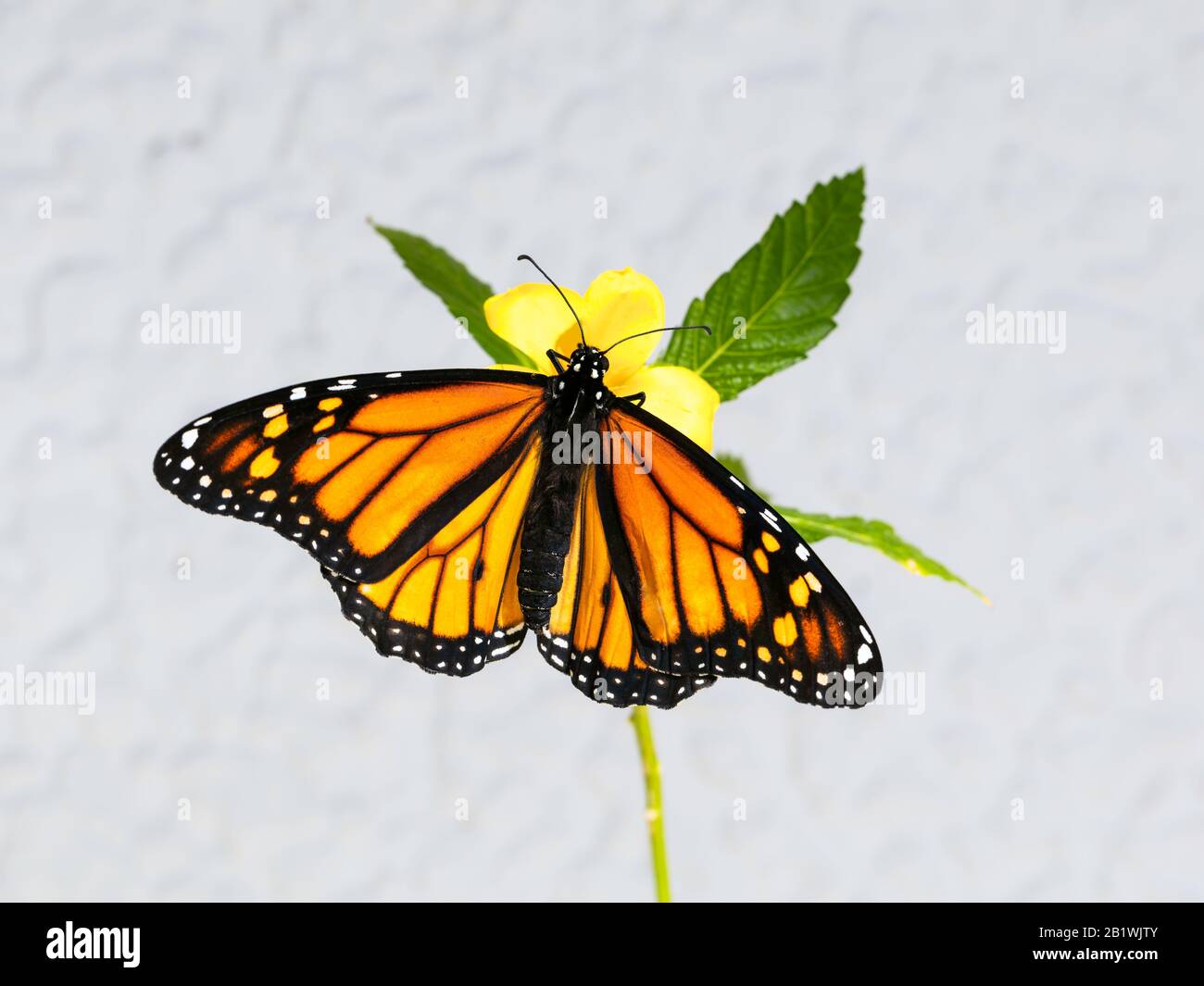 Monarch Butterfly, Danaus plexippus, on a yellow flower with green ...