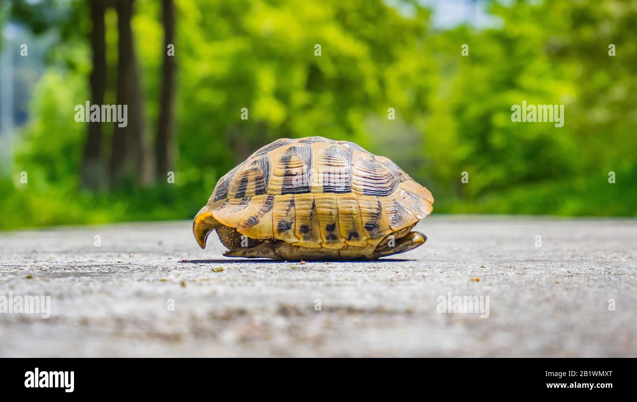 turtle protect her self in her shell Stock Photo Alamy