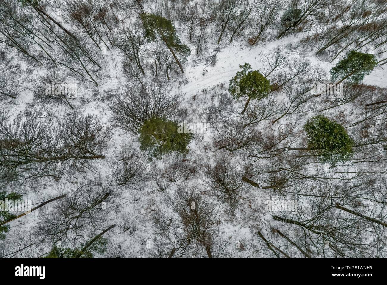 Aerial view on a winter snowy forest with some green trees Stock Photo ...